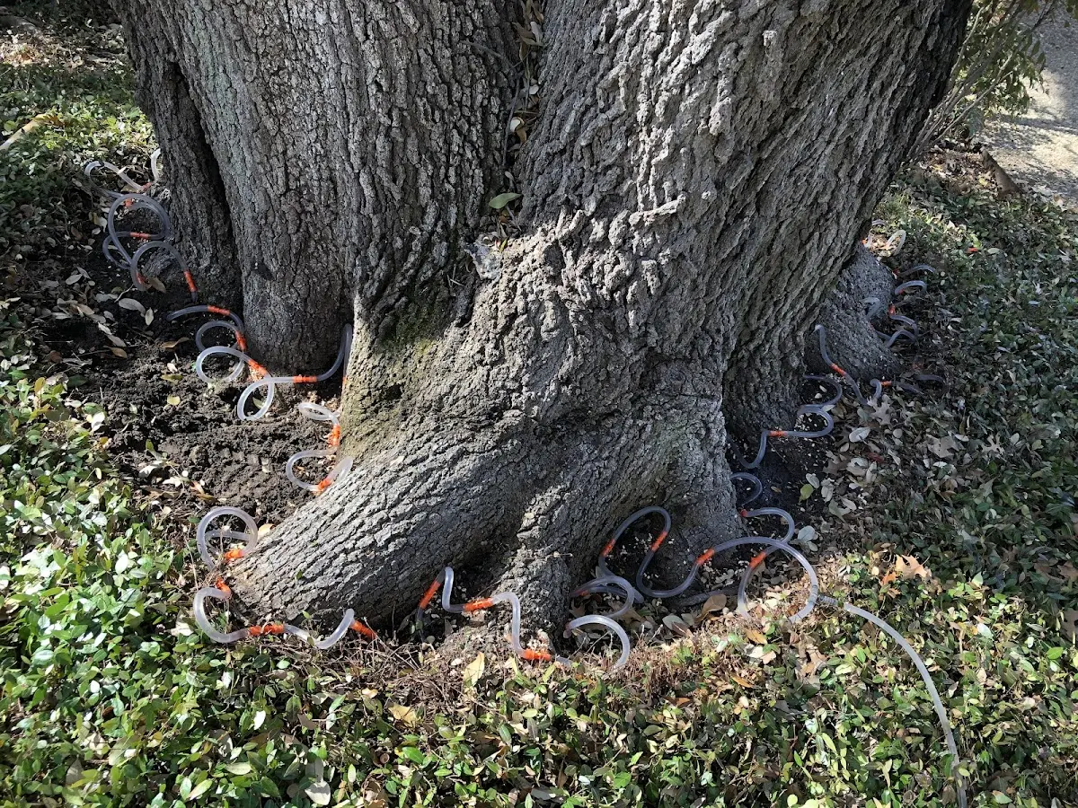 Detailed Tree Cabling and Bracing job site in Fort Hill