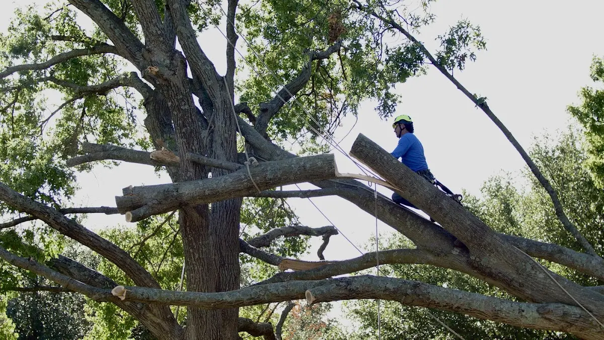 Professional Crown Thinning performed by certified arborists in Fort Hill
